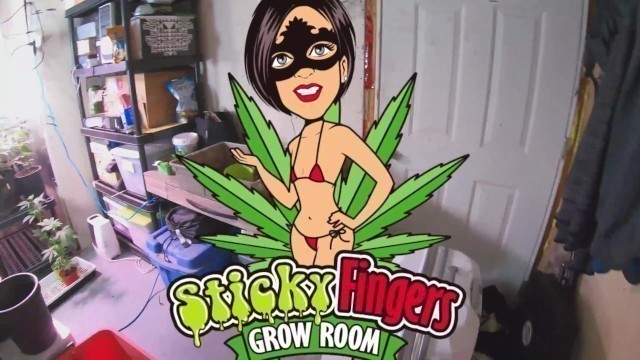 Episode #2 of Sticky Fingers Grow Room